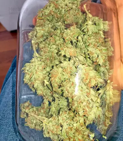 Swiss Cheese Automatic Seeds