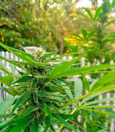 AK-48 Seeds