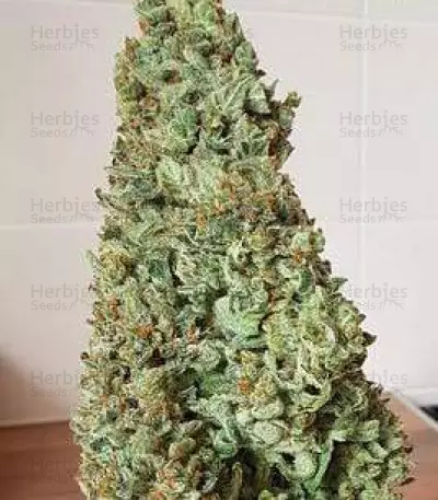 Amnesia Haze Auto (Vision Seeds)
