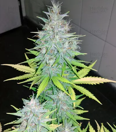 Auto Tutankhamon strain