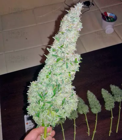 Blue Mammoth strain