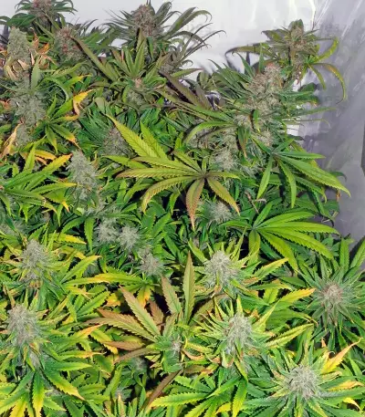 Blueberry Seeds