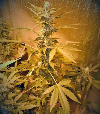 Semi femminizzati CBD Auto White Widow