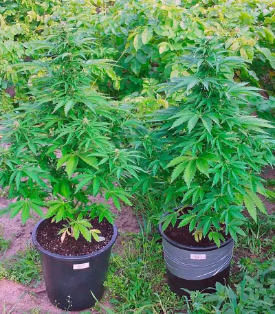Semi femminizzati CBD Auto White Widow