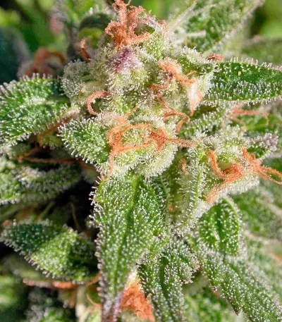 CBD-enriched Warlock Seeds