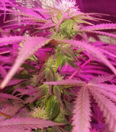 Graines de cannabis Crystal Queen (Vision Seeds)
