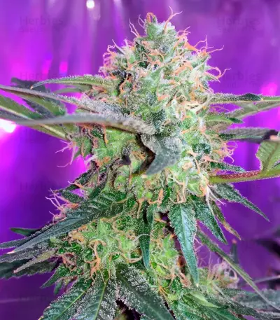 Fresh Candy (Pyramid Seeds)