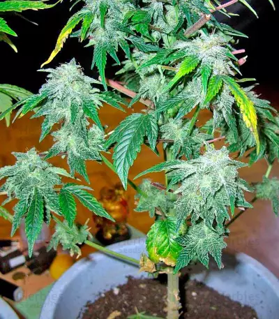 Ganesh regular (Mandala Seeds)