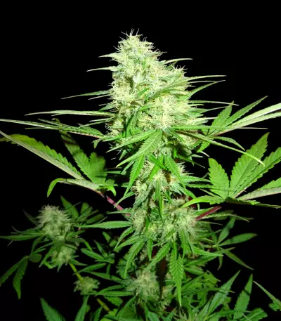 Honey Rock (Sumo Seeds)