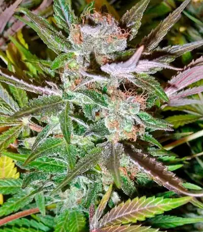 Ice (Nirvana Seeds)