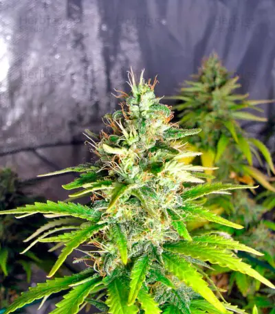 Graines de cannabis Kaboom (Kannabia Seeds)
