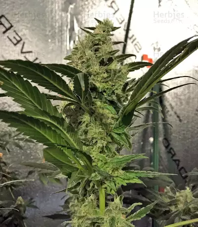 Russian Doll Seeds