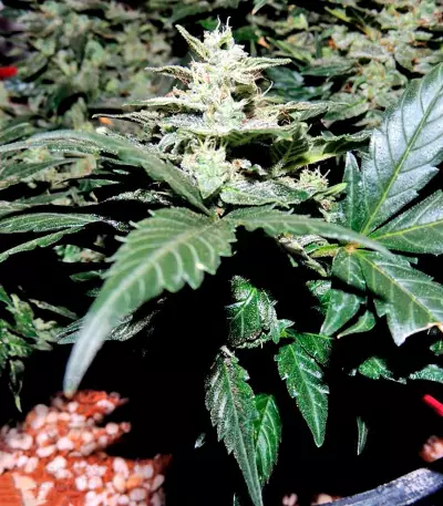 Pakistan Ryder Auto feminized seeds