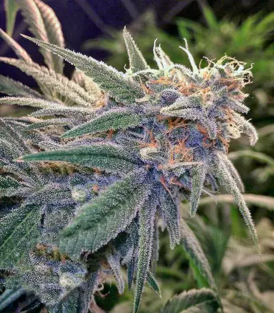 Graines de cannabis Peppermint Kush (Barney's Farm)