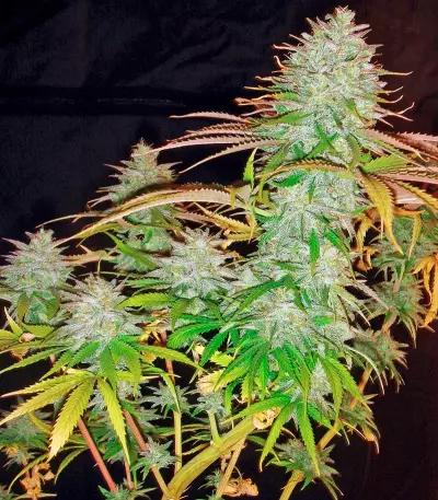 Pure Power Plant regular (Nirvana Seeds)
