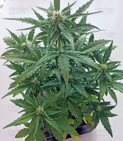 Roadrunner Autoflowering Seeds