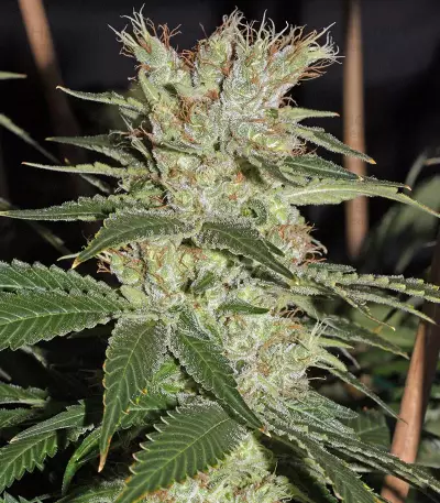 Smile Max Auto (Kannabia Seeds)