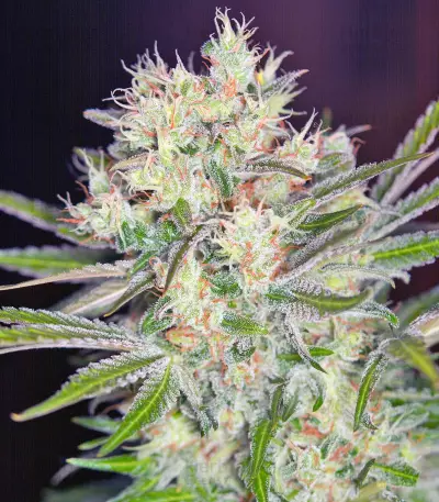 S.A.D. Sweet Afgani Delicious F1 Fast Version Seeds