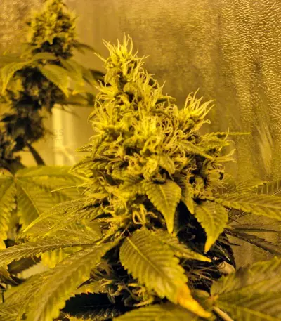 K-Train feminized seeds