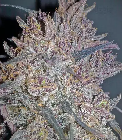 Ketama feminized seeds