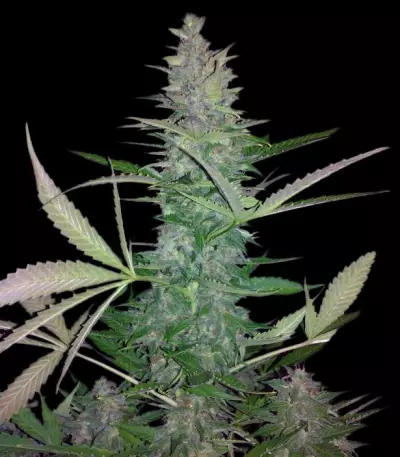 Maxi Haze Auto feminized seeds