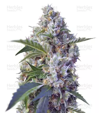 Indigo Berry Kush (Sweet Seeds) Cannabis-Samen