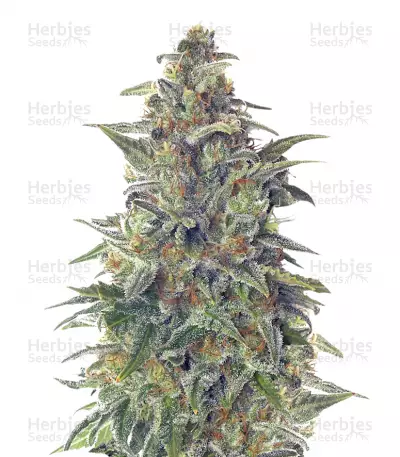 Buy Vision Jack Auto Fem seeds (Vision Seeds)