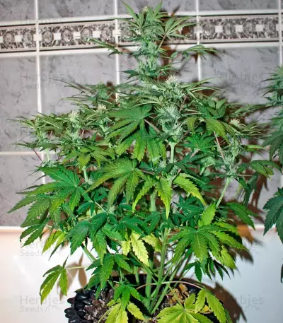 Baby Boom Auto Seeds