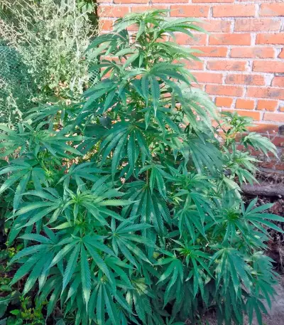 Semi femminizzati Purple Afghan Kush