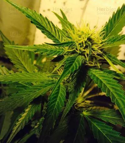 AK-49 Auto feminized seeds
