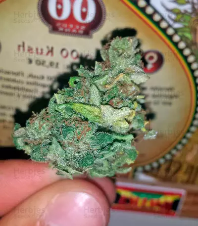 Auto 00 Kush Seeds