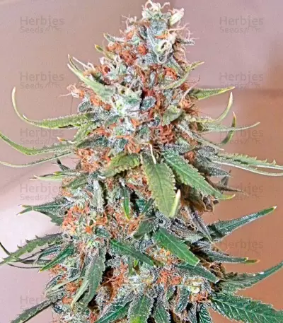 Big Band Max Auto (Kannabia Seeds)