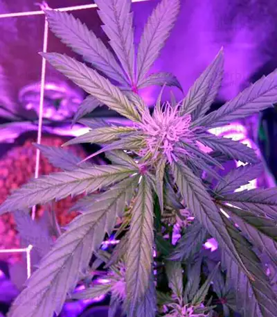 Blue Mystic strain