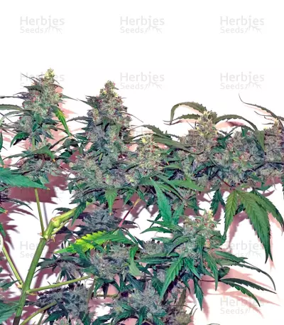CBD Auto Compassion Lime Seeds