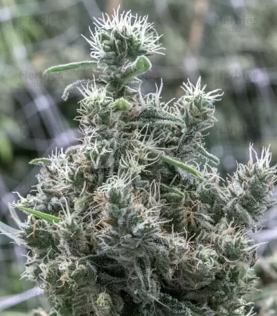 Cannatonic feminized seeds