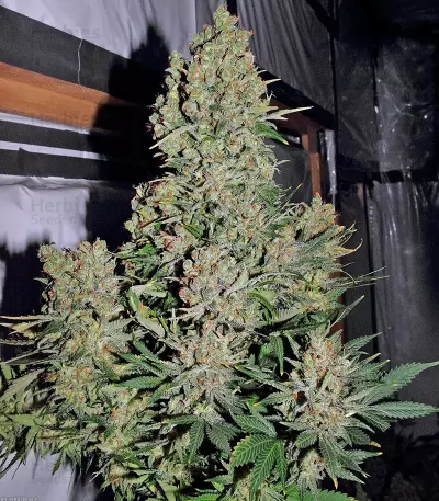 Chronic Seeds