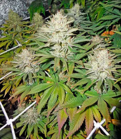 Dinachem feminized seeds