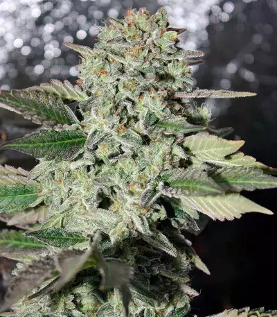 Graines de cannabis Dutch Kush (Paradise Seeds)