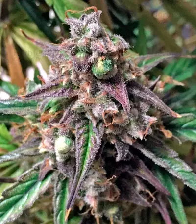 Fruit Punch Auto (Heavyweight Seeds)