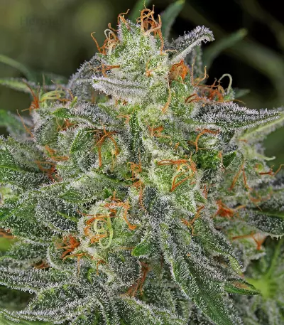 Semi femminizzati di Serious Kush