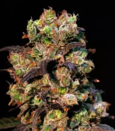 Taison Auto feminized seeds