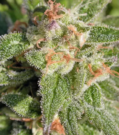 Warlock feminized seeds