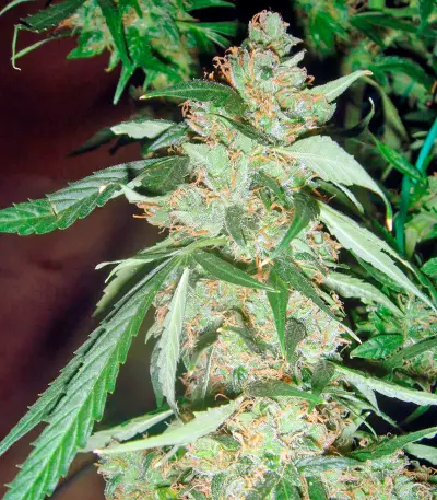 Wild Thailand Ryder feminized seeds