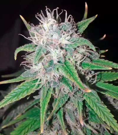 Graines de cannabis Wonder Woman (Nirvana Seeds)