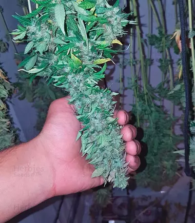Acid Seeds