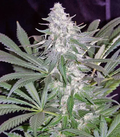 El Niño Seeds