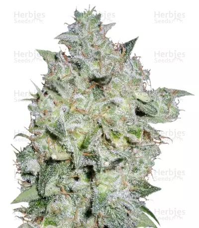 Afghan Kush Special feminized seeds