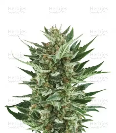 Buy Royal Cheese Automatic feminized seeds