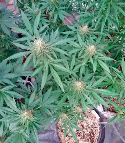 Lithium OG Kush Seeds