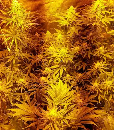 White Caramel Cookie feminized seeds
